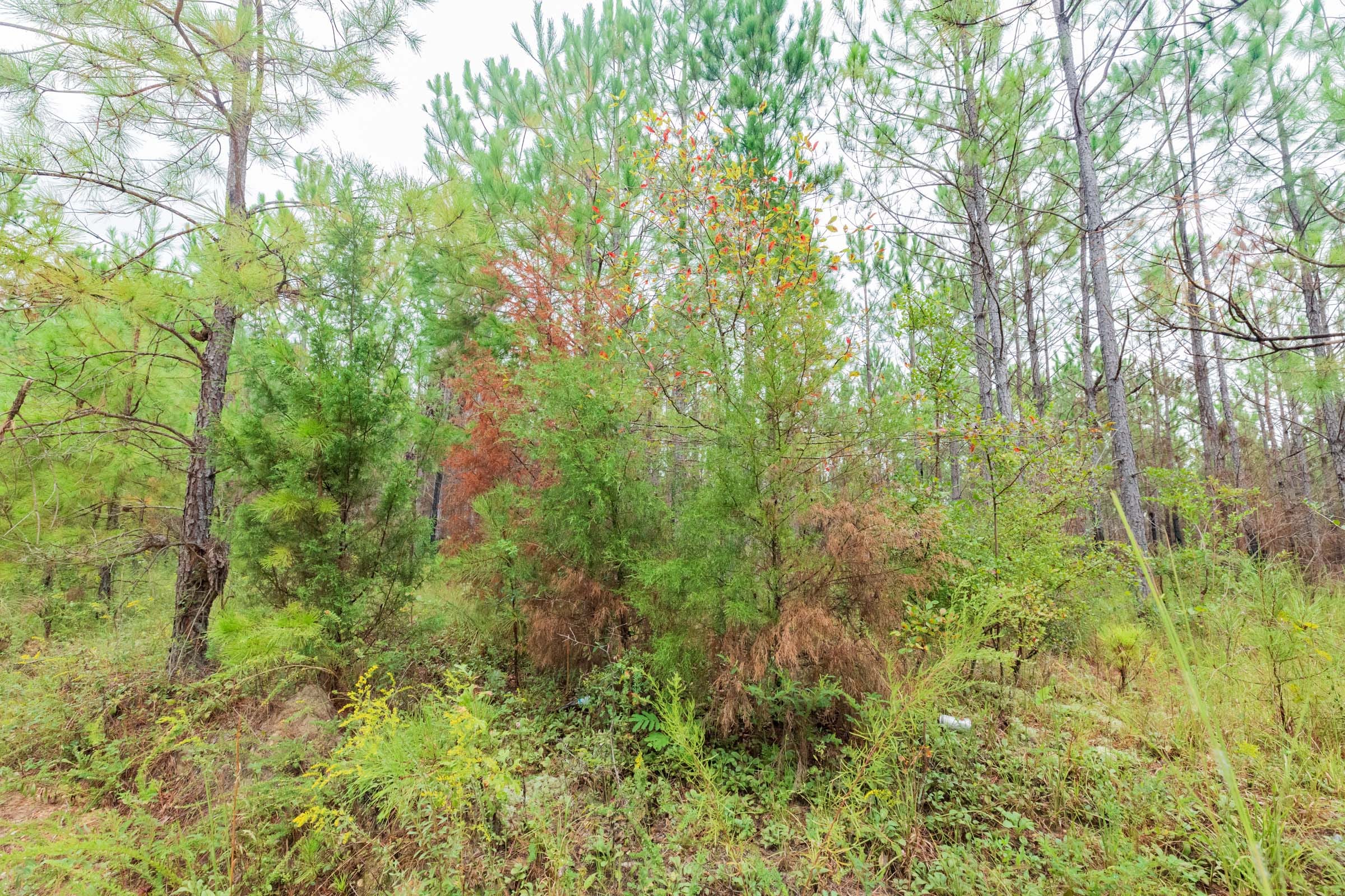 Jackson’s Gap Tract 2 photo 17