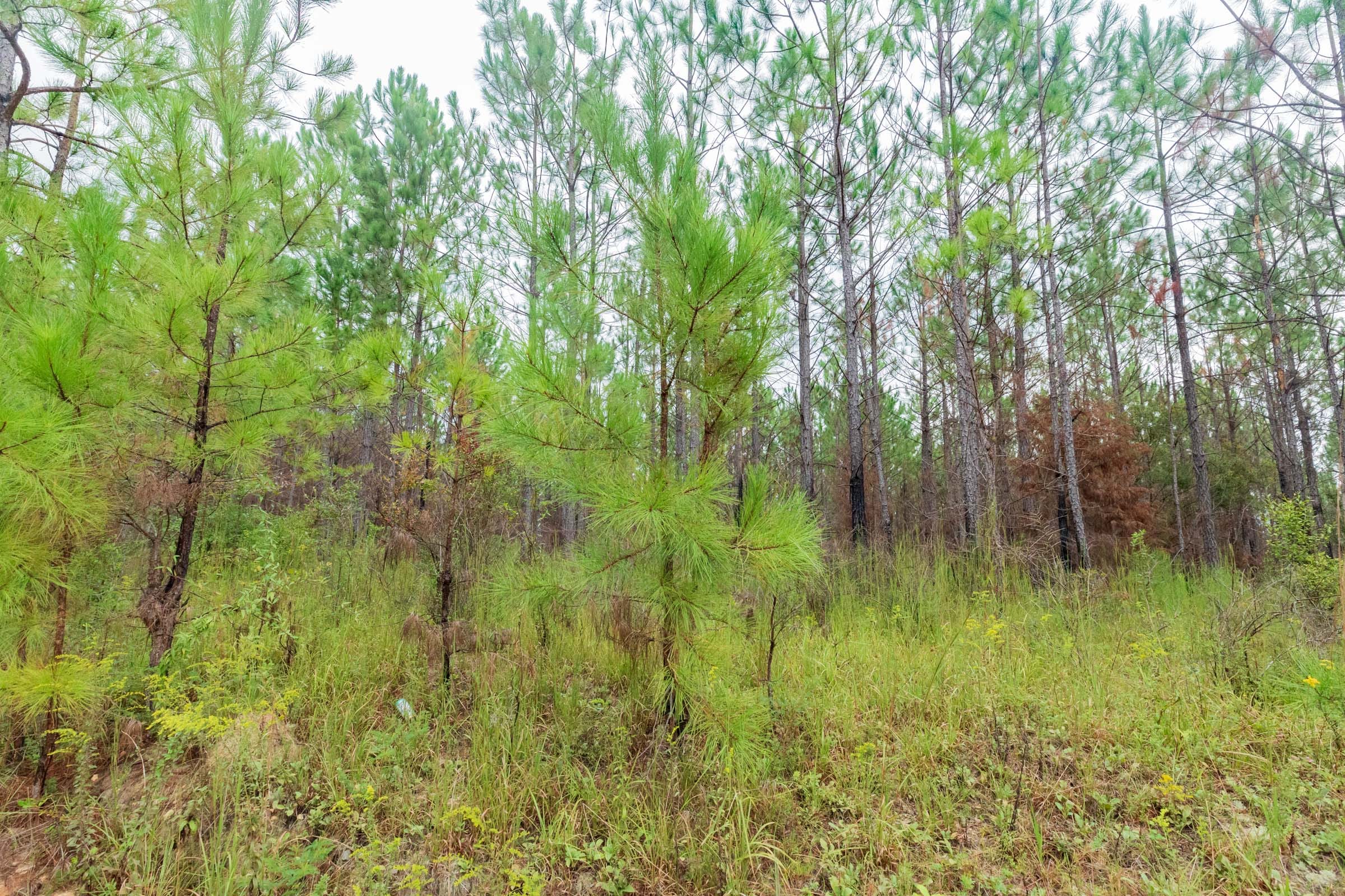 Jackson’s Gap Tract 2 photo 18