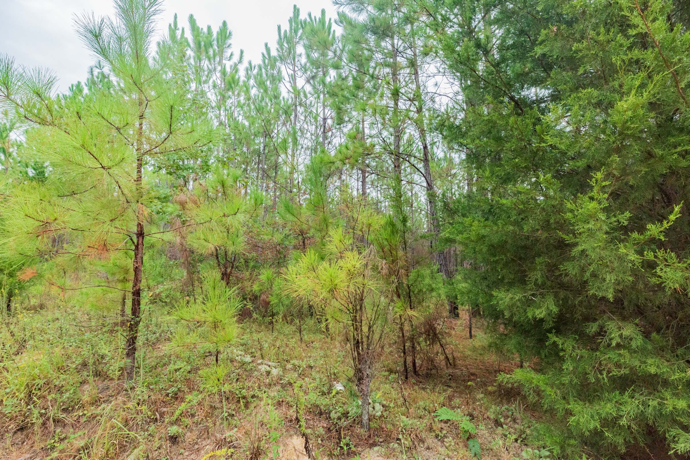 Jackson’s Gap Tract 2 photo 16
