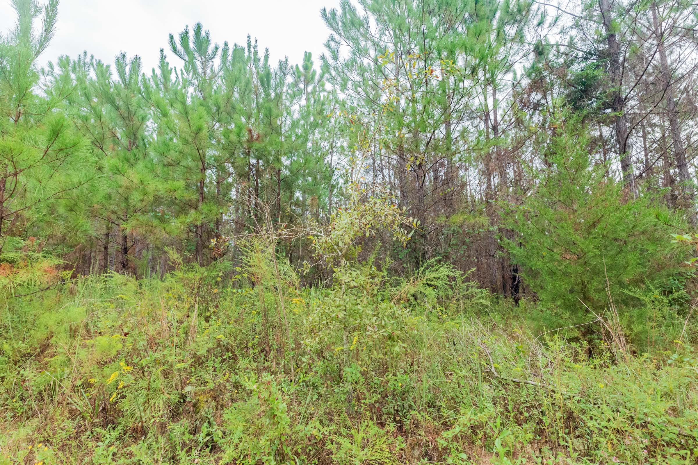 Jackson’s Gap Tract 2 photo 13