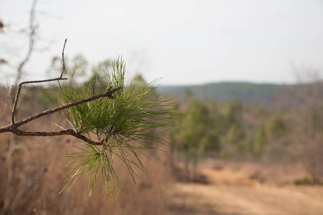 Stone Creek Phase III Tract 72 photo 7