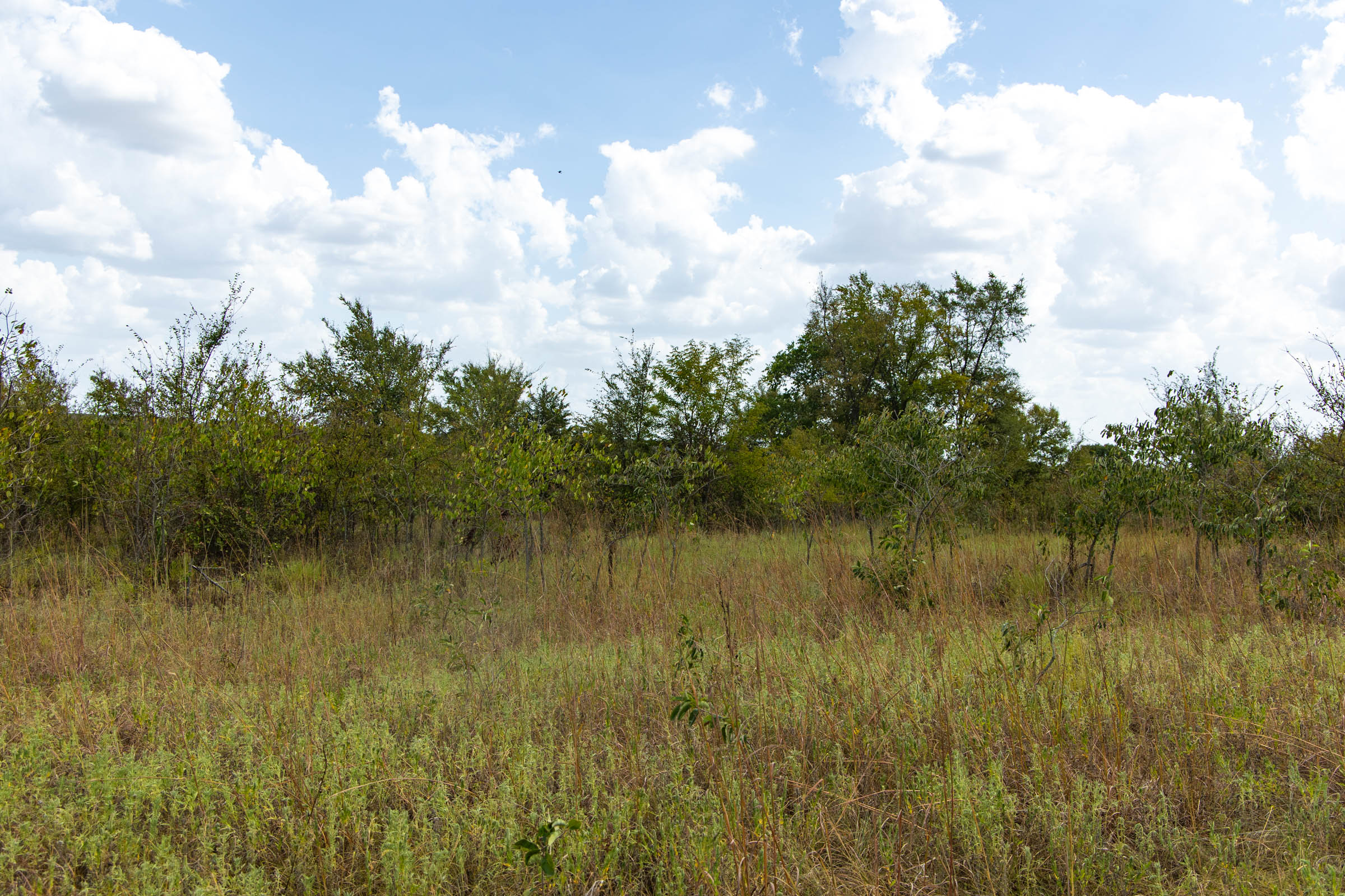 Gracyn Meadows Tract 14 photo 8