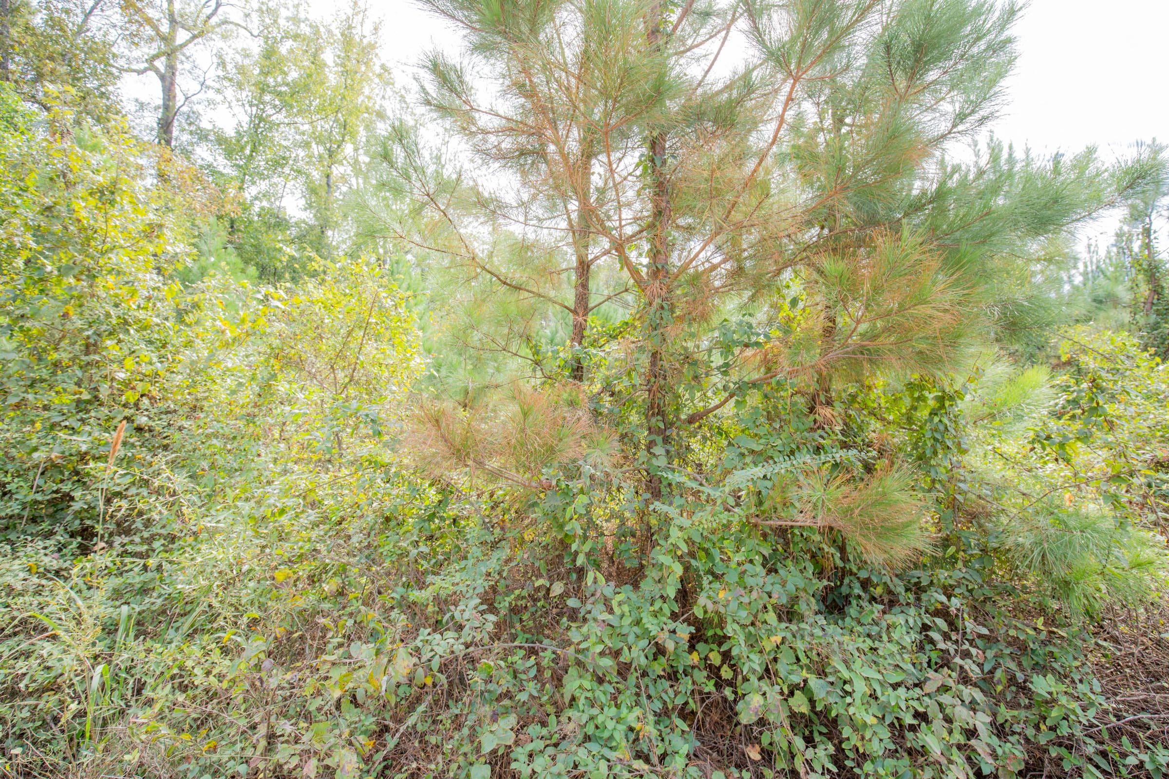Sky Ranch Tract 6 photo 6