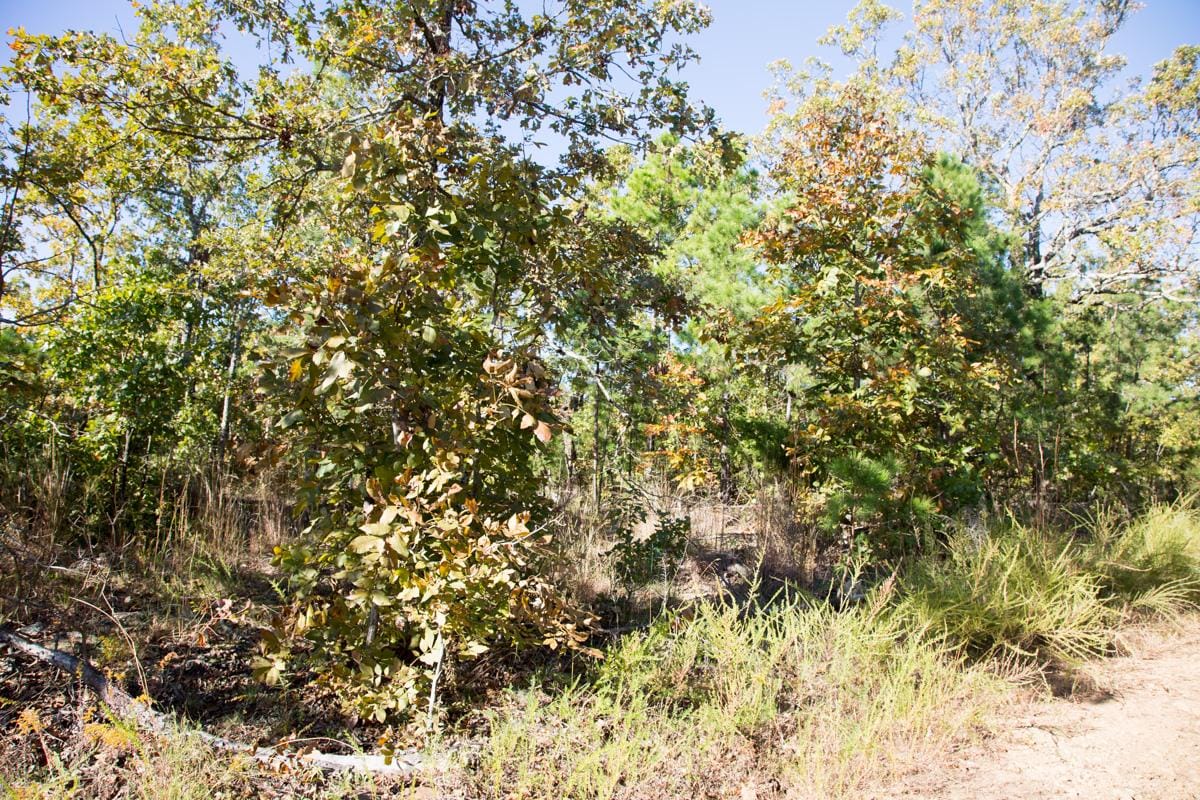 Stone Creek Phase I Tract 175 photo 3