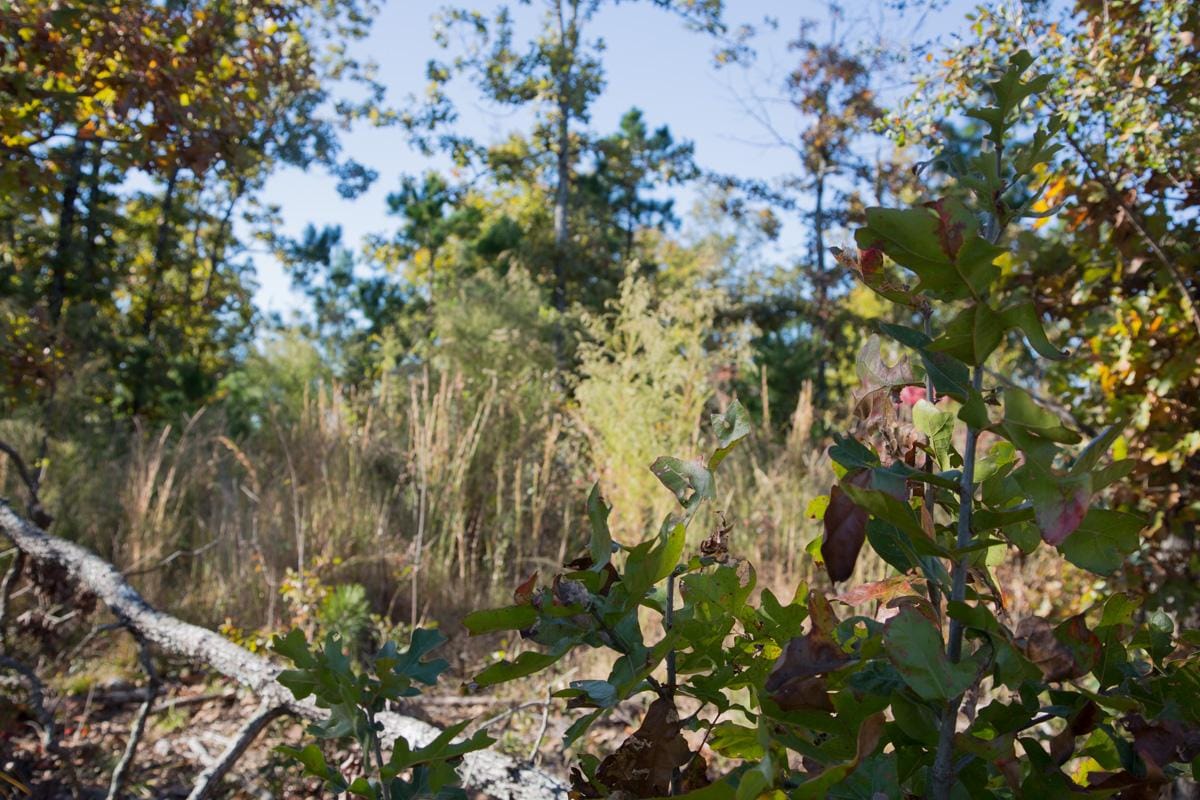 Stone Creek Phase I Tract 175 photo 8