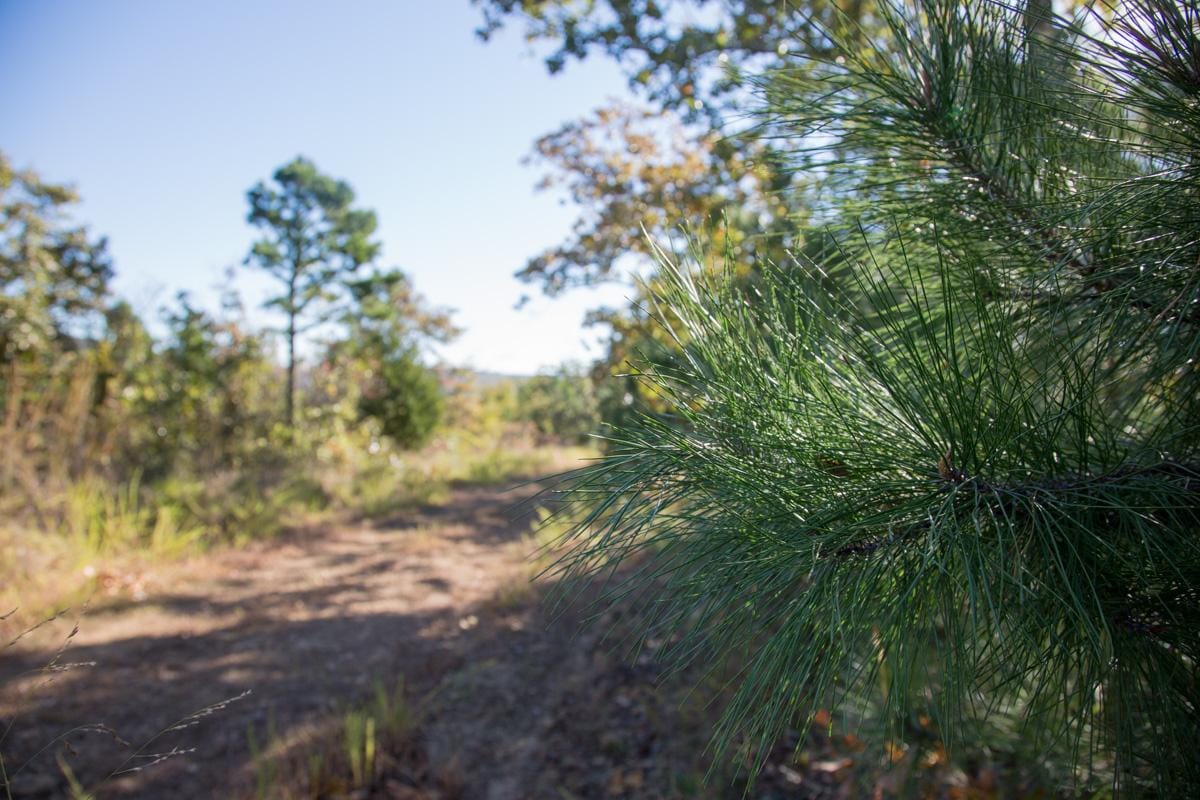 Stone Creek Phase I Tract 175 photo 11