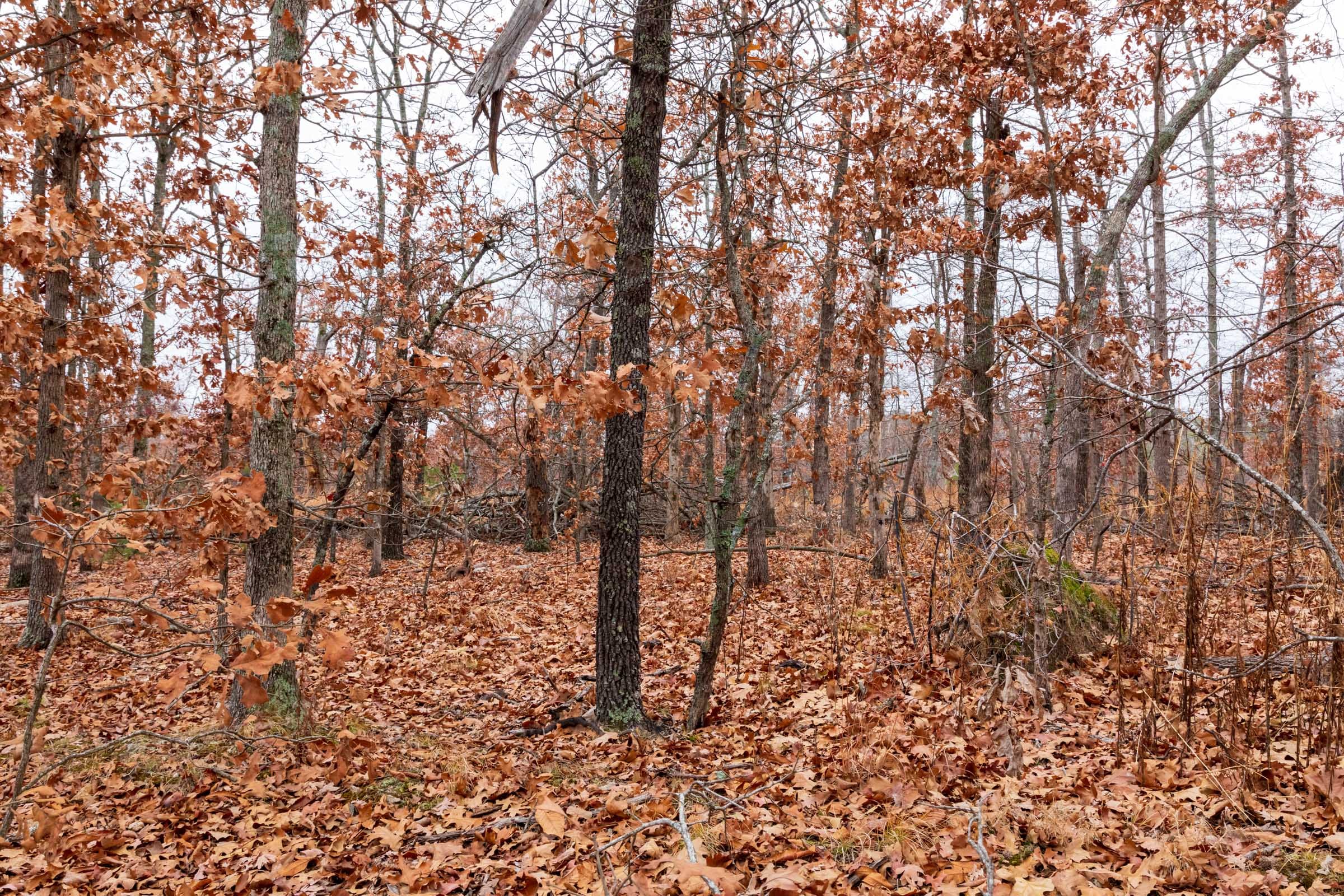 Carter’s Crossing Tract 3 photo 13