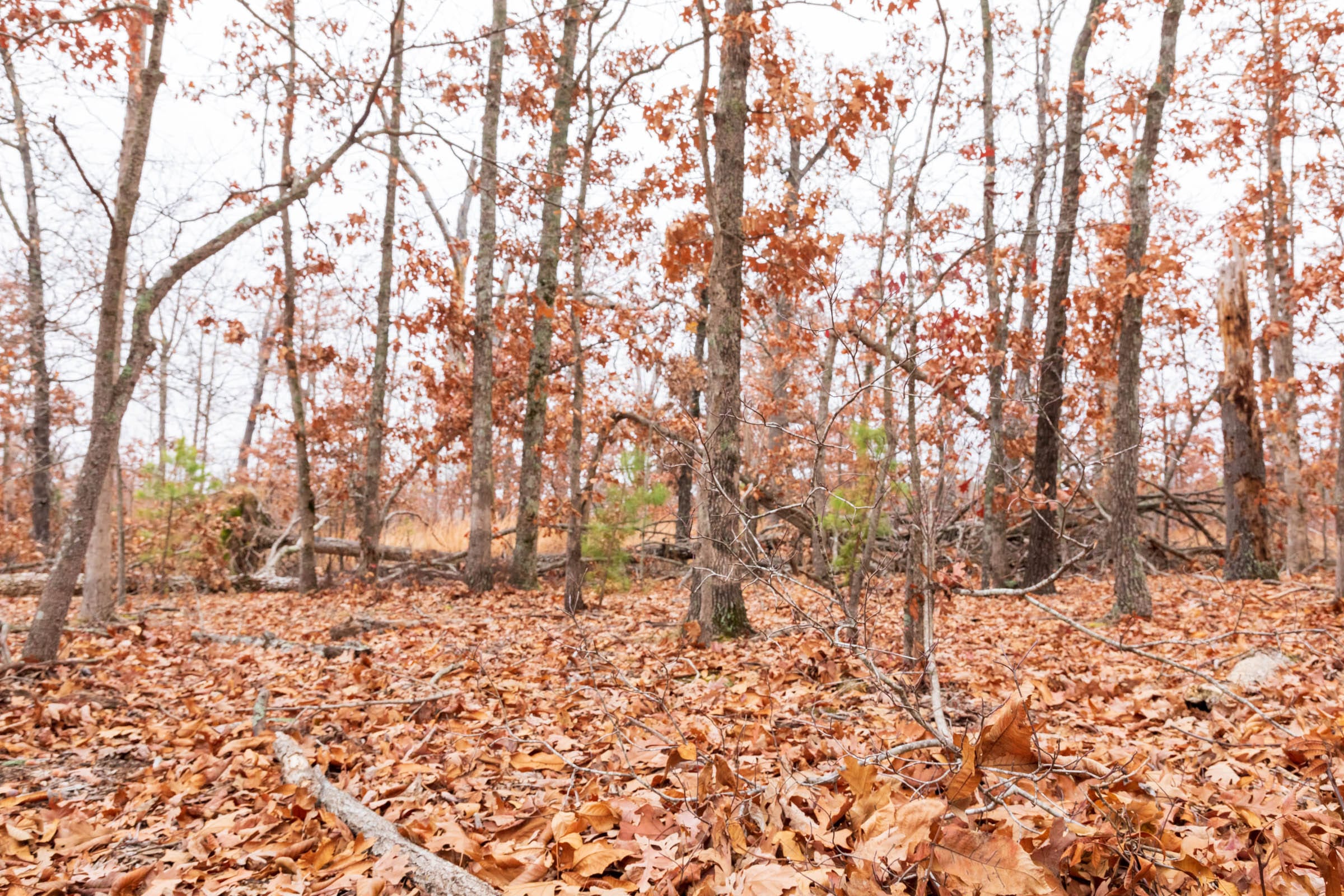 Carter’s Crossing Tract 3 photo 14