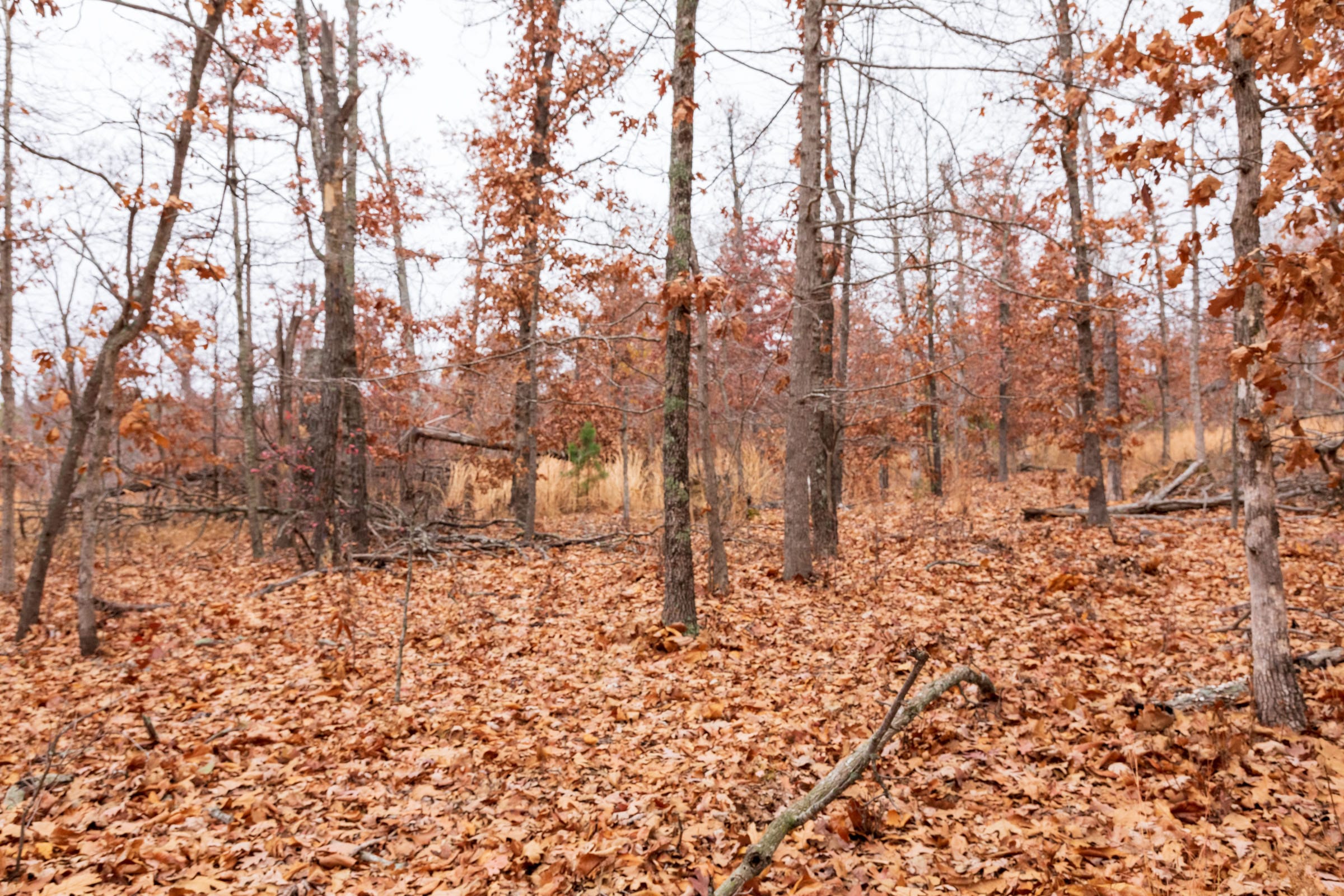 Carter’s Crossing Tract 3 photo 15