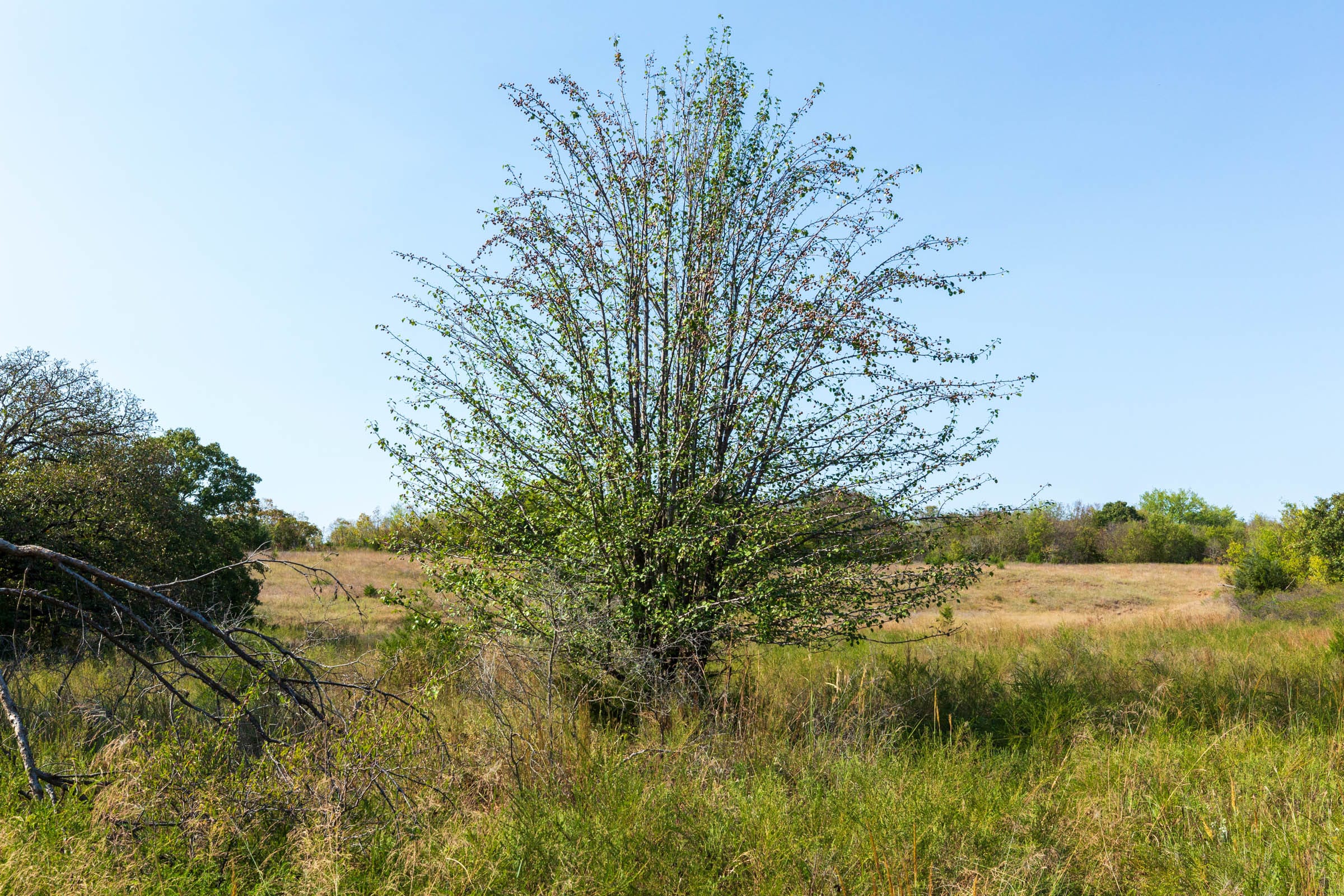 Canyon Creek Tract 21 photo 6