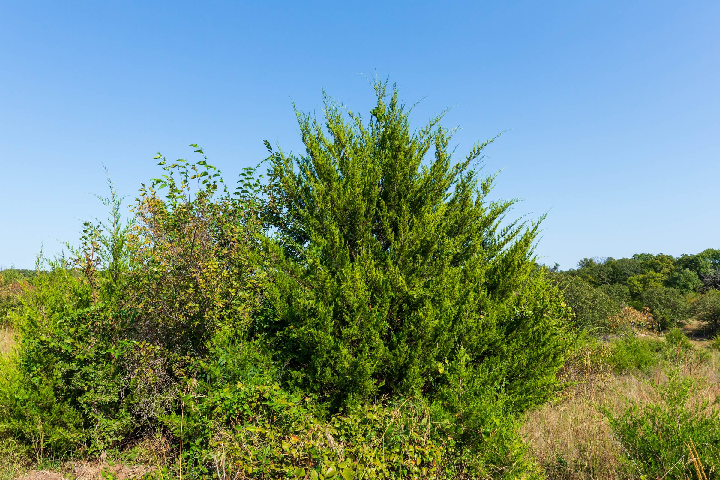 Canyon Creek Tract 21 photo 9