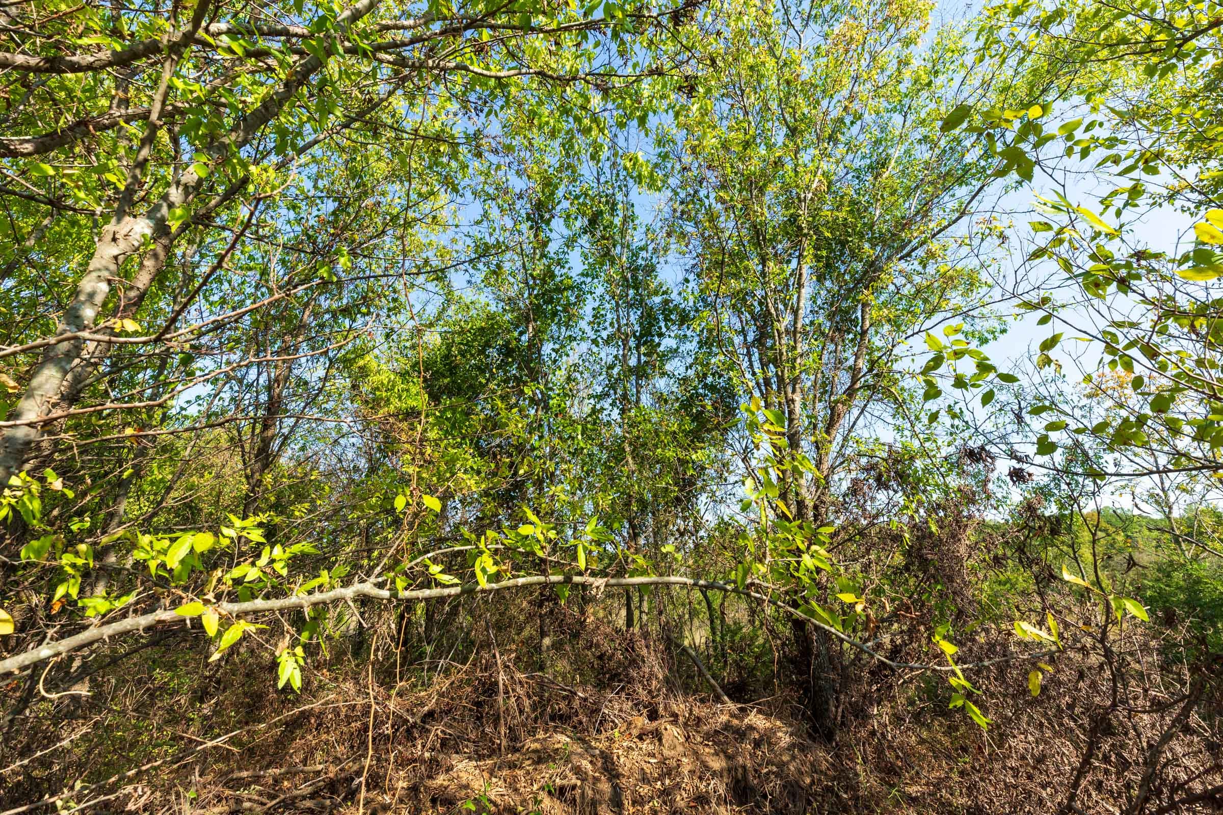 Canyon Creek Tract 21 photo 11