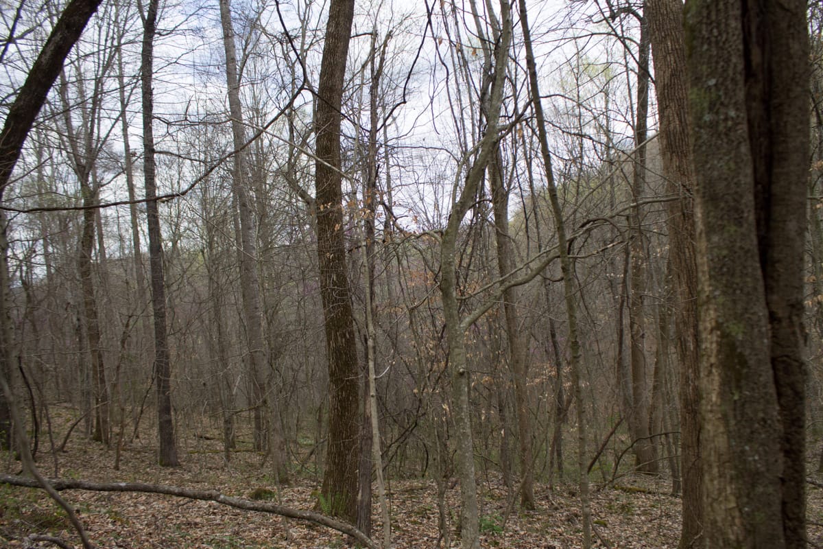 Chestnut Oak Ridge Tract 3 photo 2