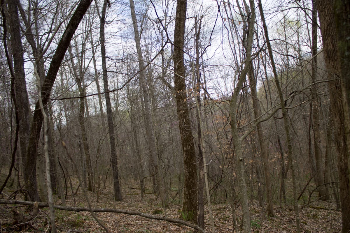 Chestnut Oak Ridge Tract 3 photo 3