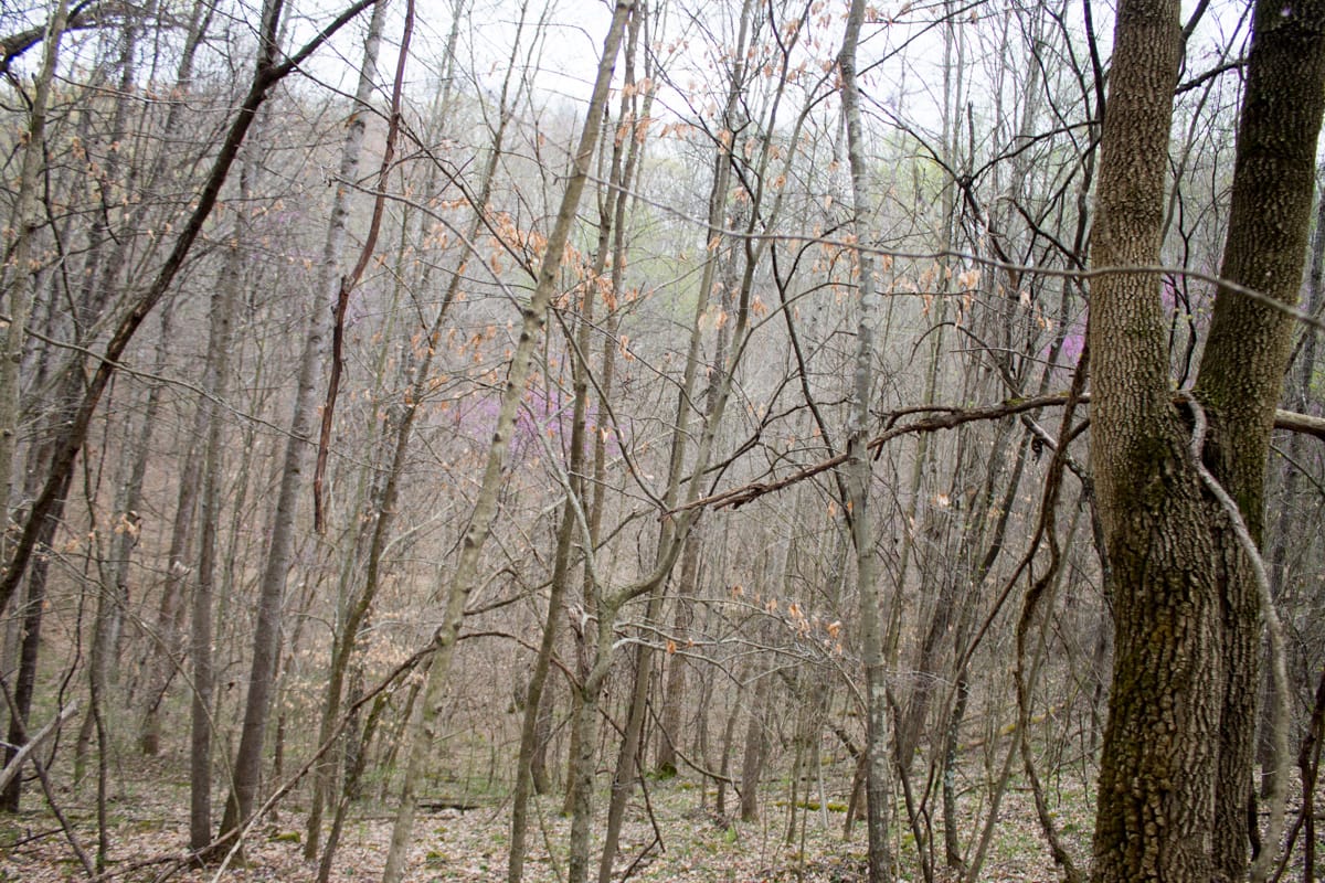 Chestnut Oak Ridge Tract 3 photo 4