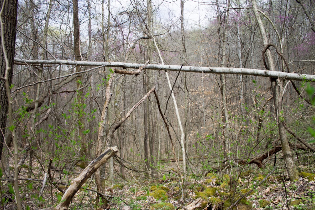 Chestnut Oak Ridge Tract 3 photo 6
