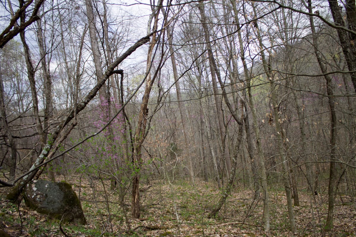 Chestnut Oak Ridge Tract 3 photo 8