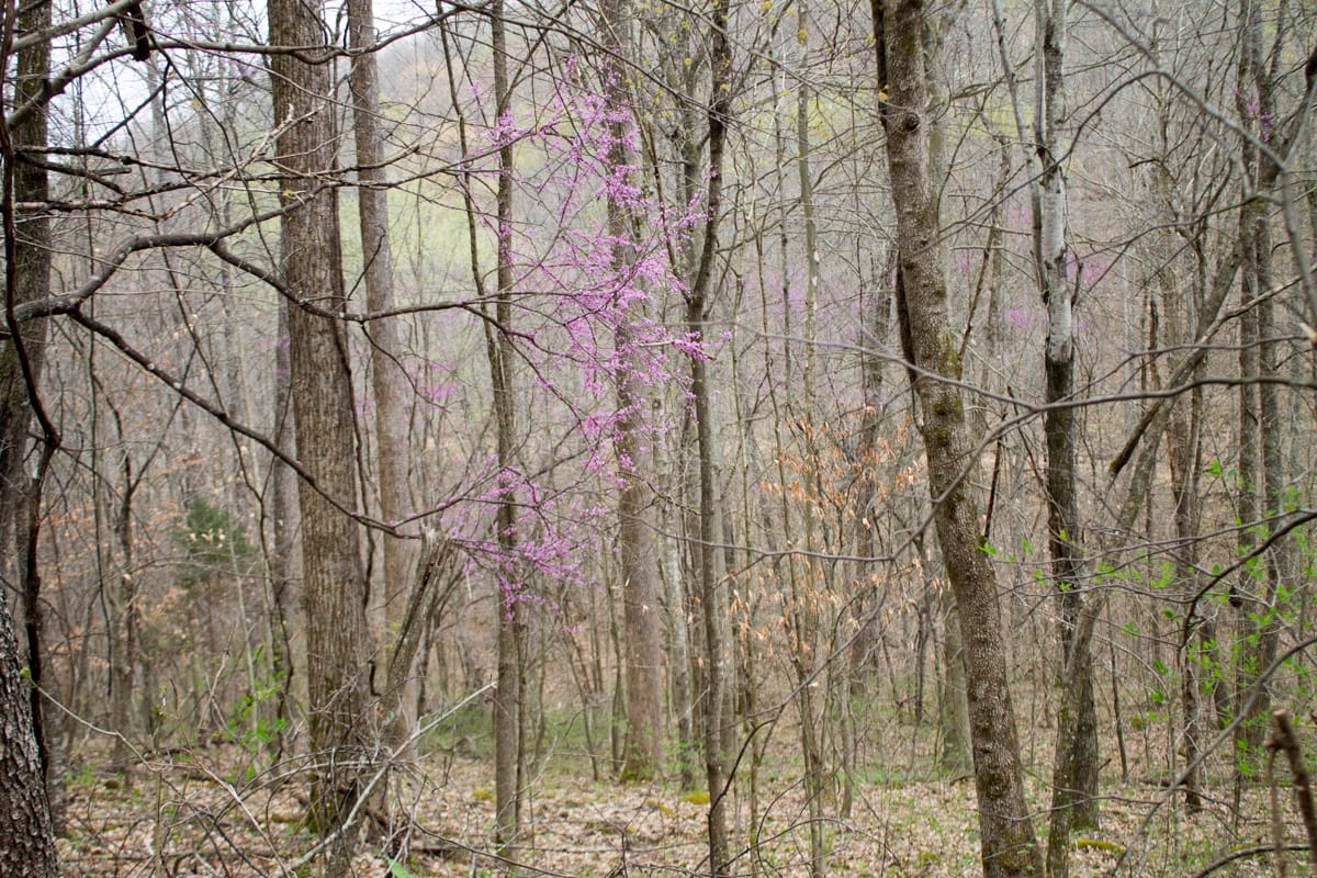 Chestnut Oak Ridge Tract 3 photo 9