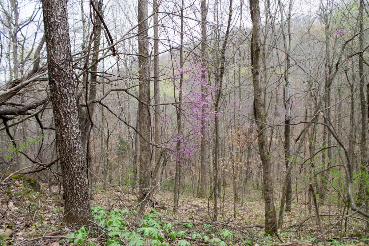 Chestnut Oak Ridge Tract 3 photo 10