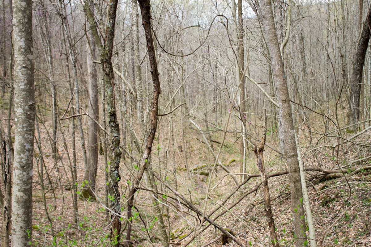 Chestnut Oak Ridge Tract 3 photo 12