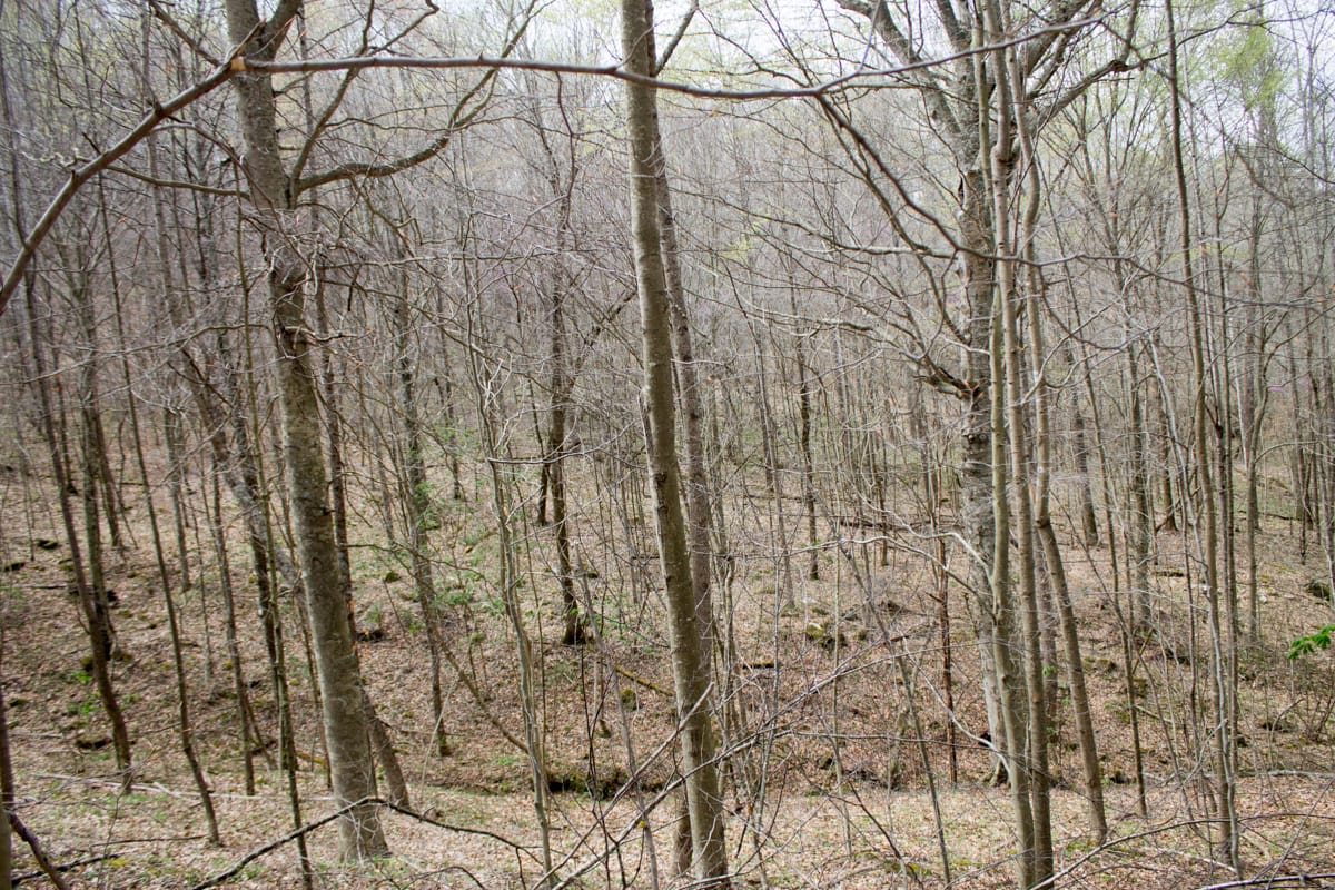 Chestnut Oak Ridge Tract 3 photo 13