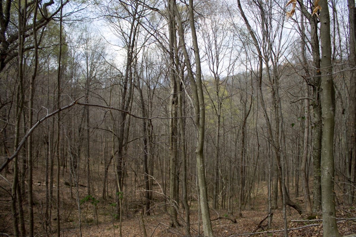 Chestnut Oak Ridge Tract 3 photo 14