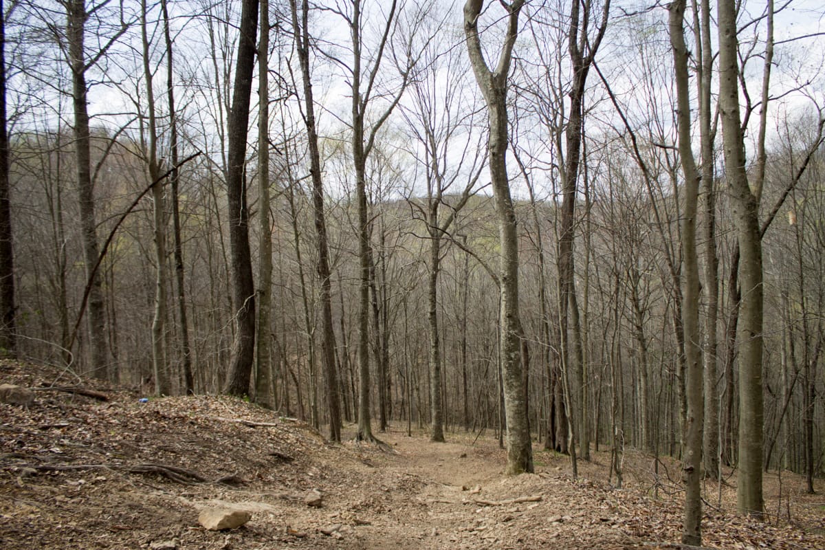 Chestnut Oak Ridge Tract 3 photo 15