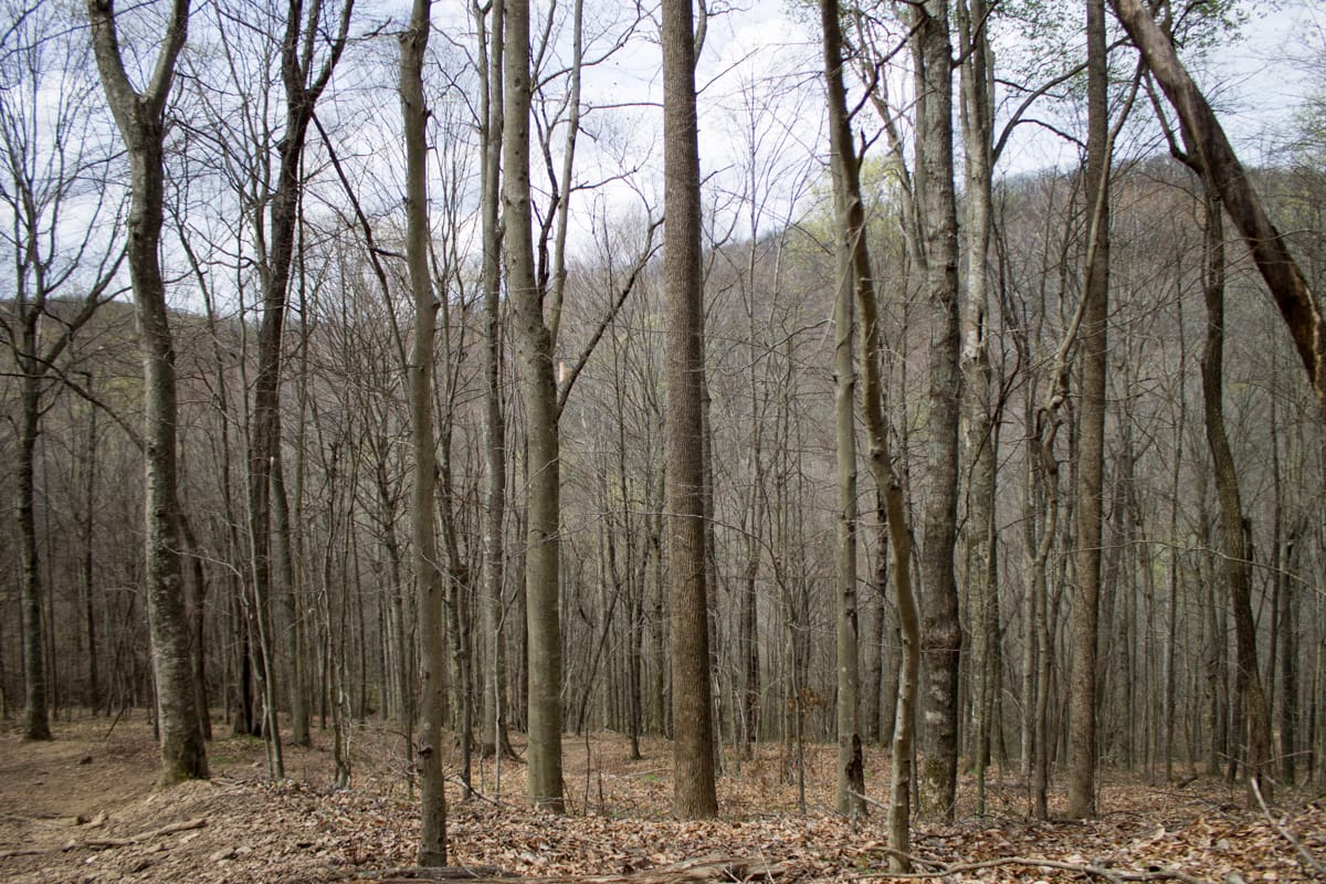 Chestnut Oak Ridge Tract 3 photo 16