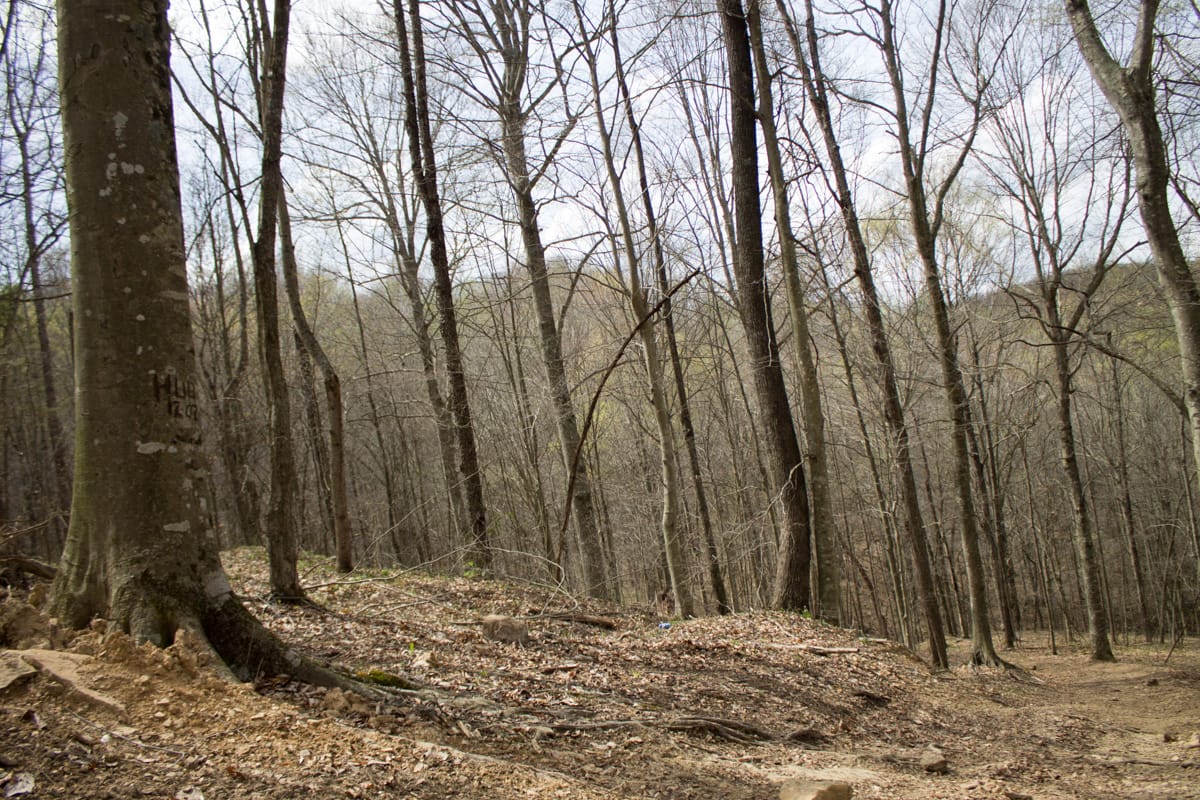 Chestnut Oak Ridge Tract 3 photo 17
