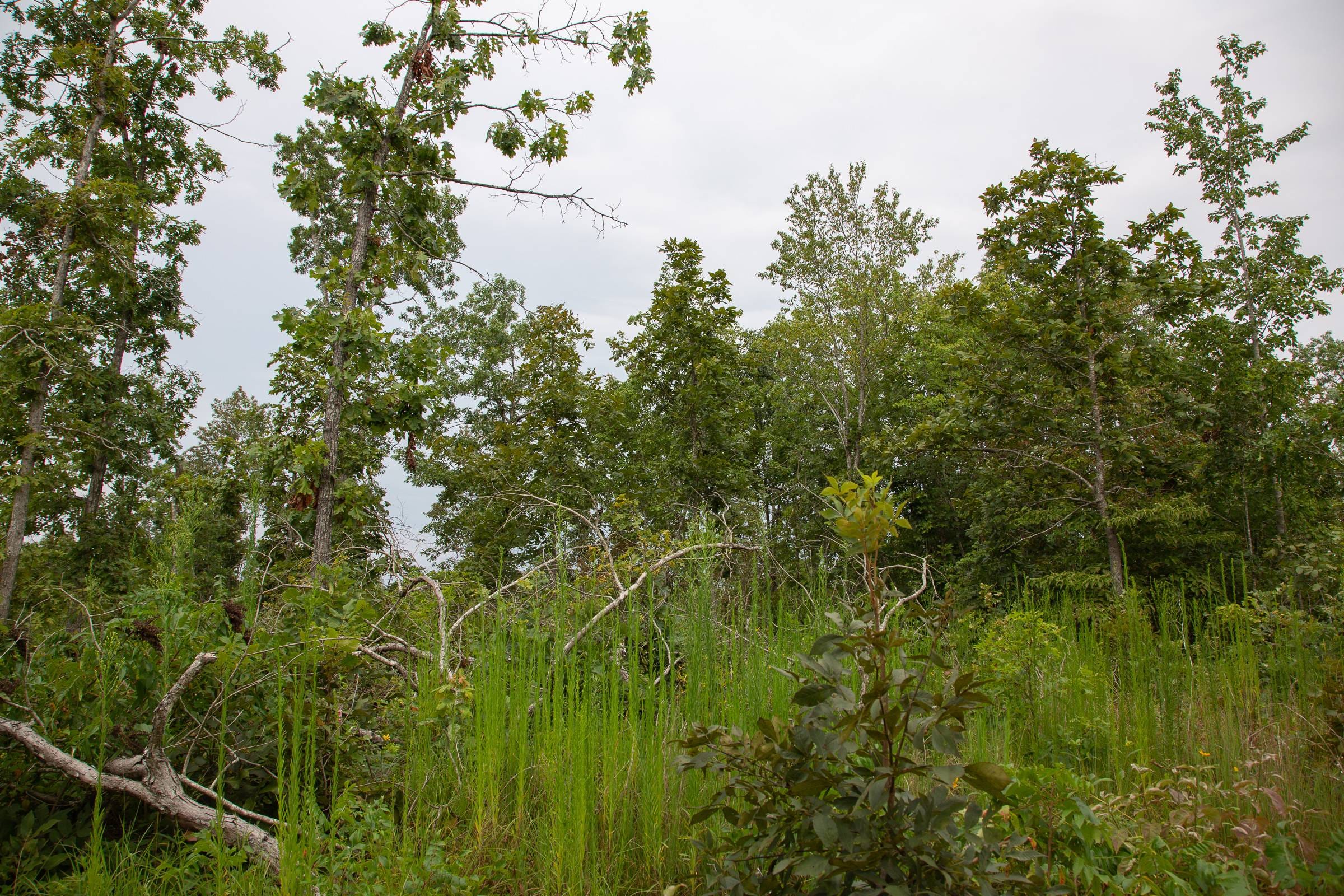 Borgmann’s Hollow Phase I Tract 26 photo 5