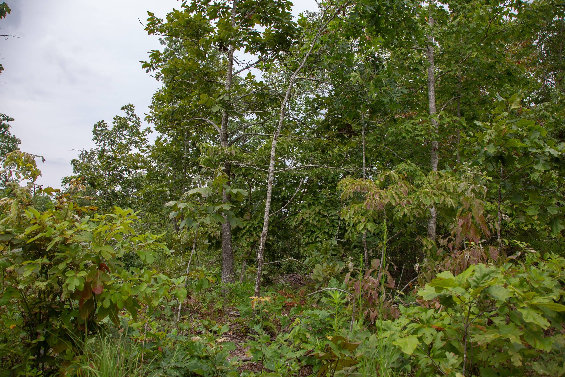 Borgmann’s Hollow Phase I Tract 26 photo 6