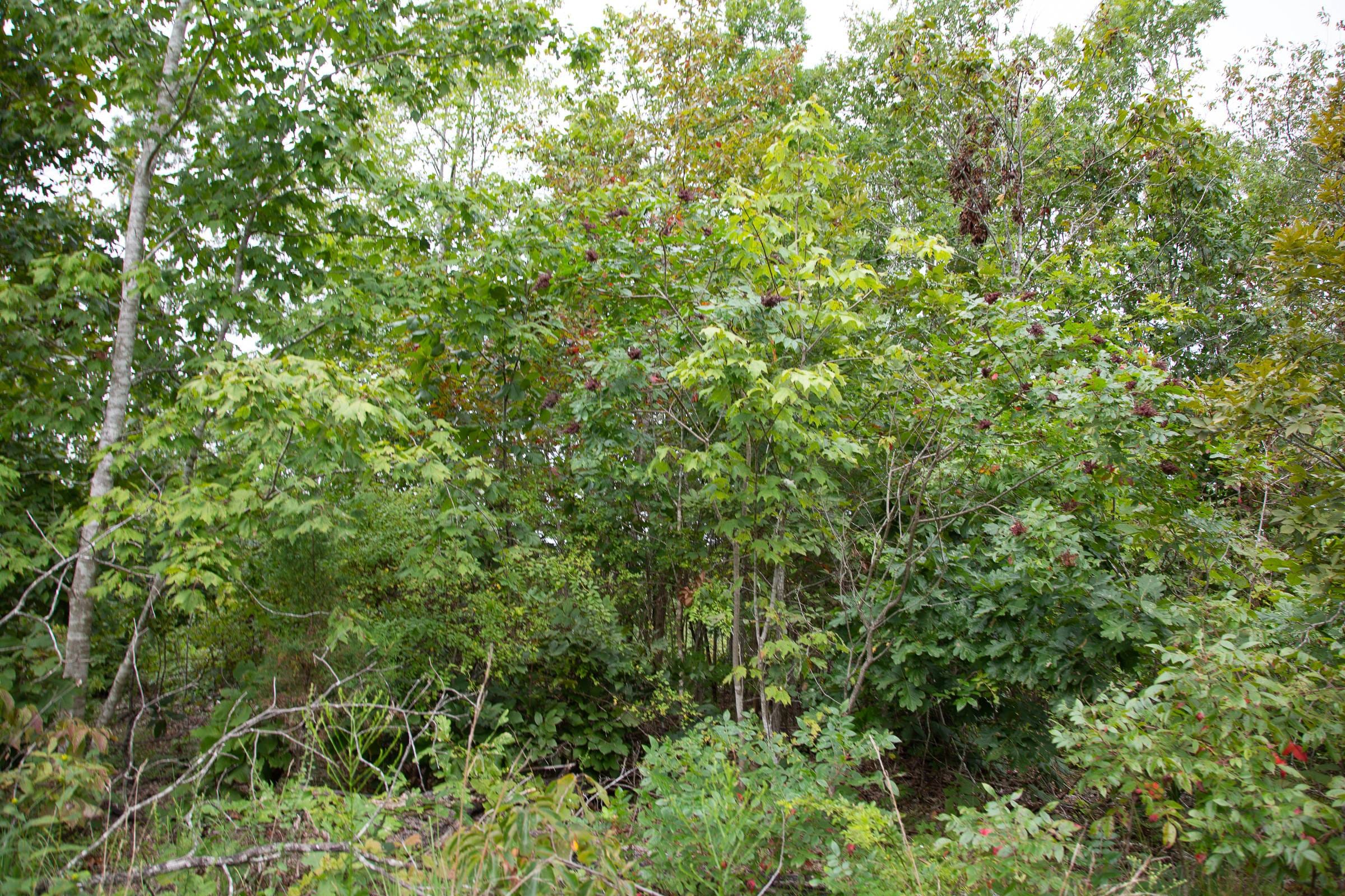 Borgmann’s Hollow Phase I Tract 26 photo 7