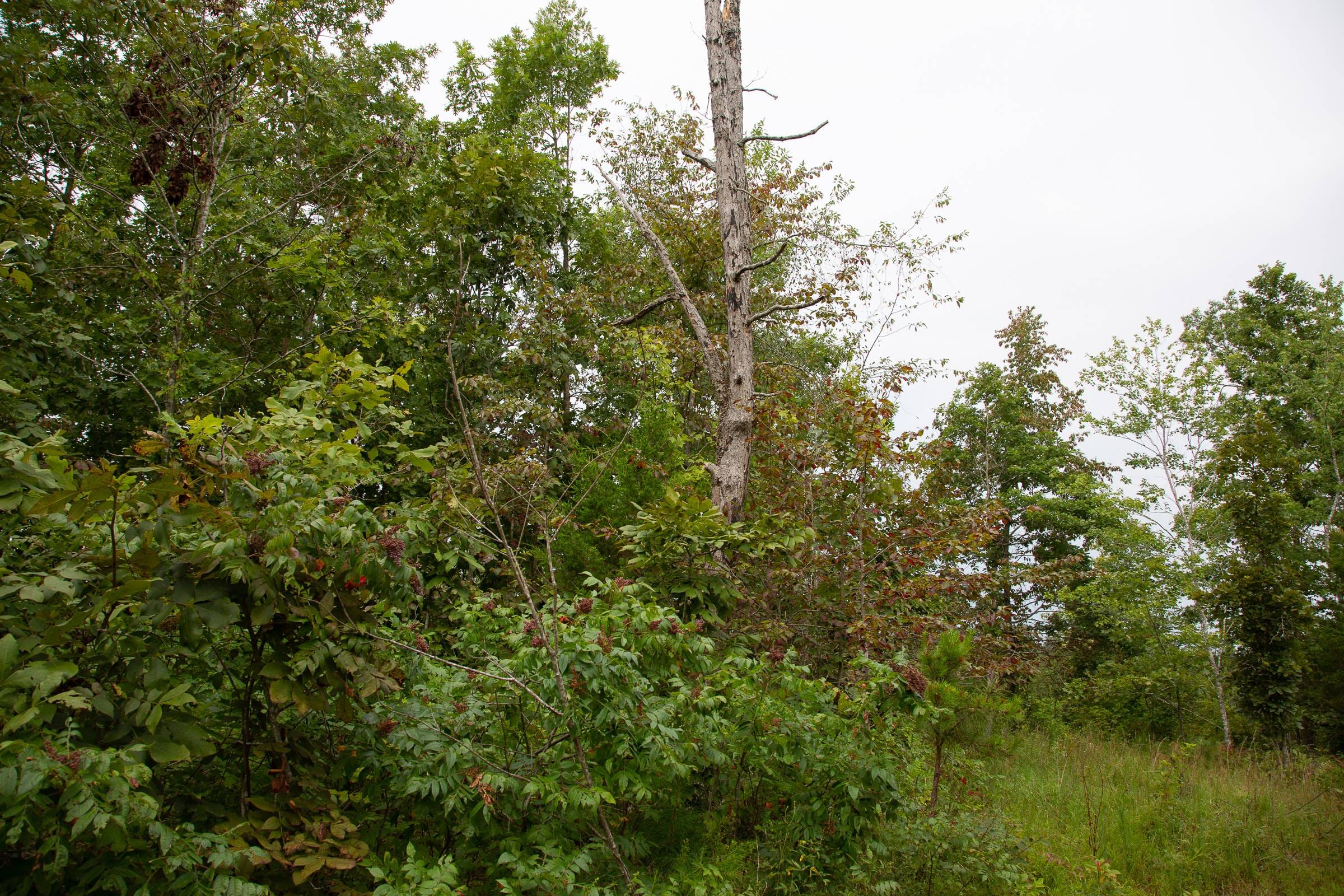 Borgmann’s Hollow Phase I Tract 26 photo 8