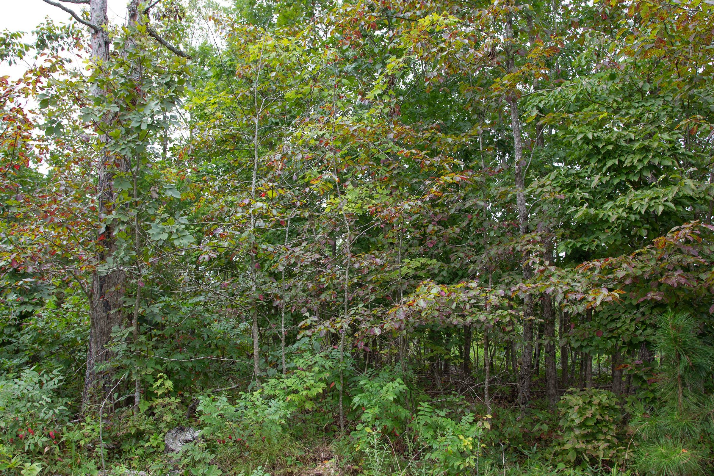 Borgmann’s Hollow Phase I Tract 26 photo 9