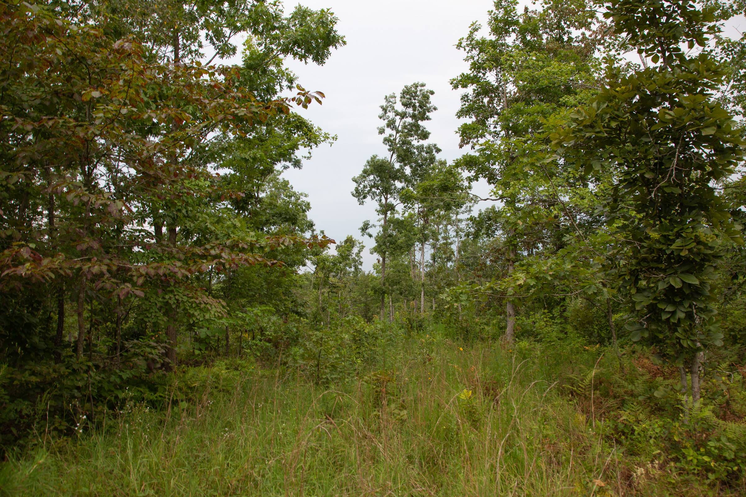 Borgmann’s Hollow Phase I Tract 26 photo 10