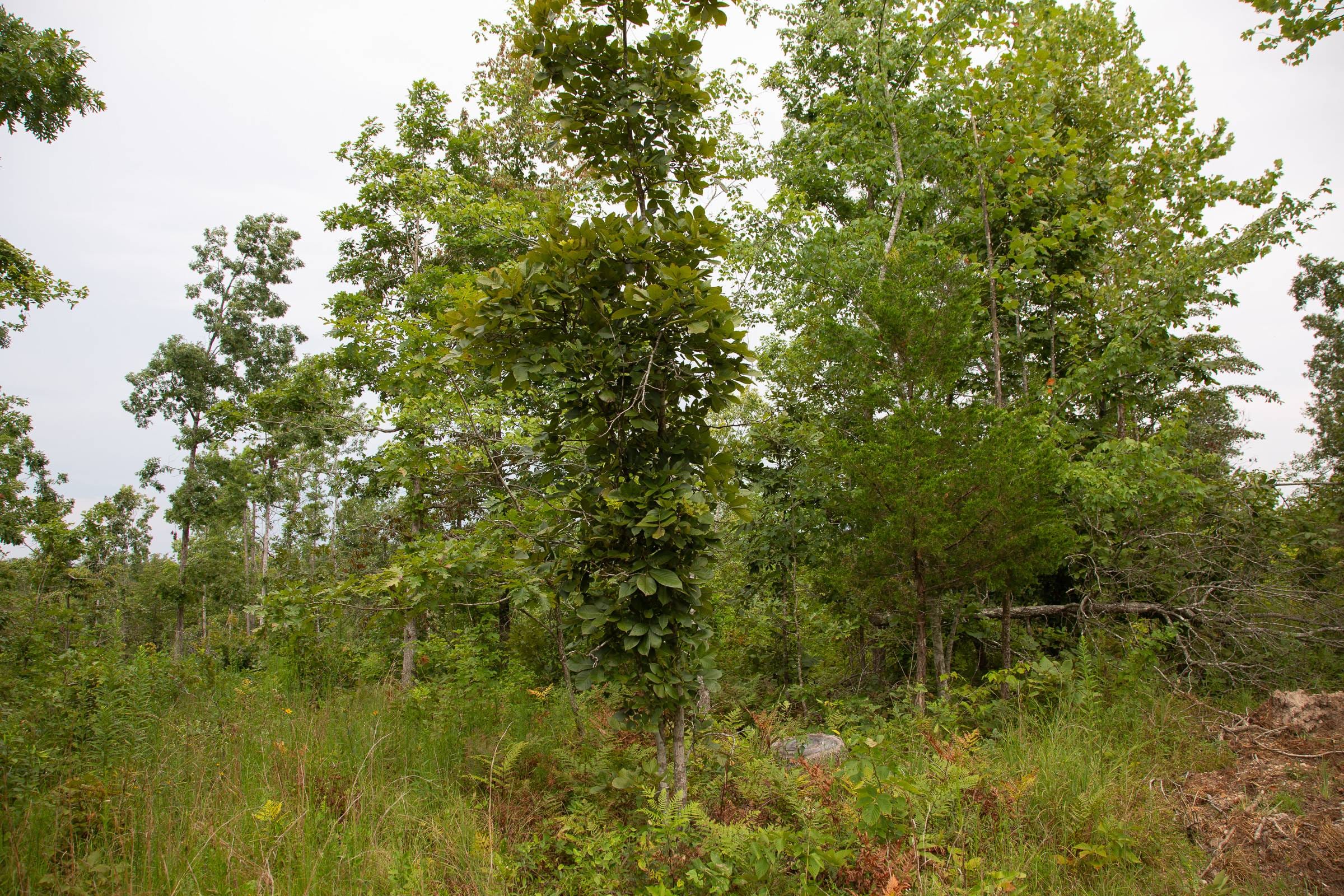 Borgmann’s Hollow Phase I Tract 26 photo 11