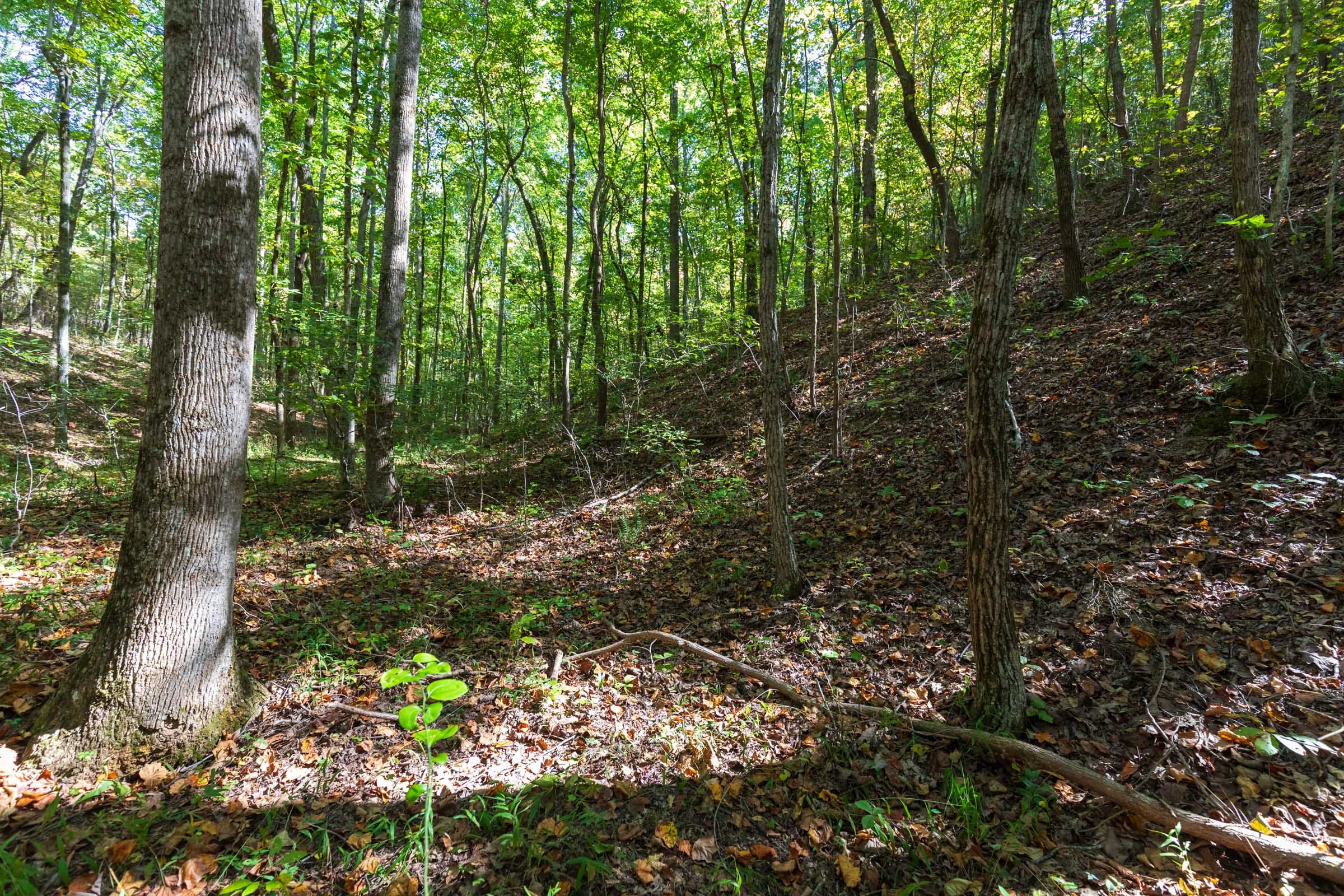 Bear Brook Tract 2 photo 3