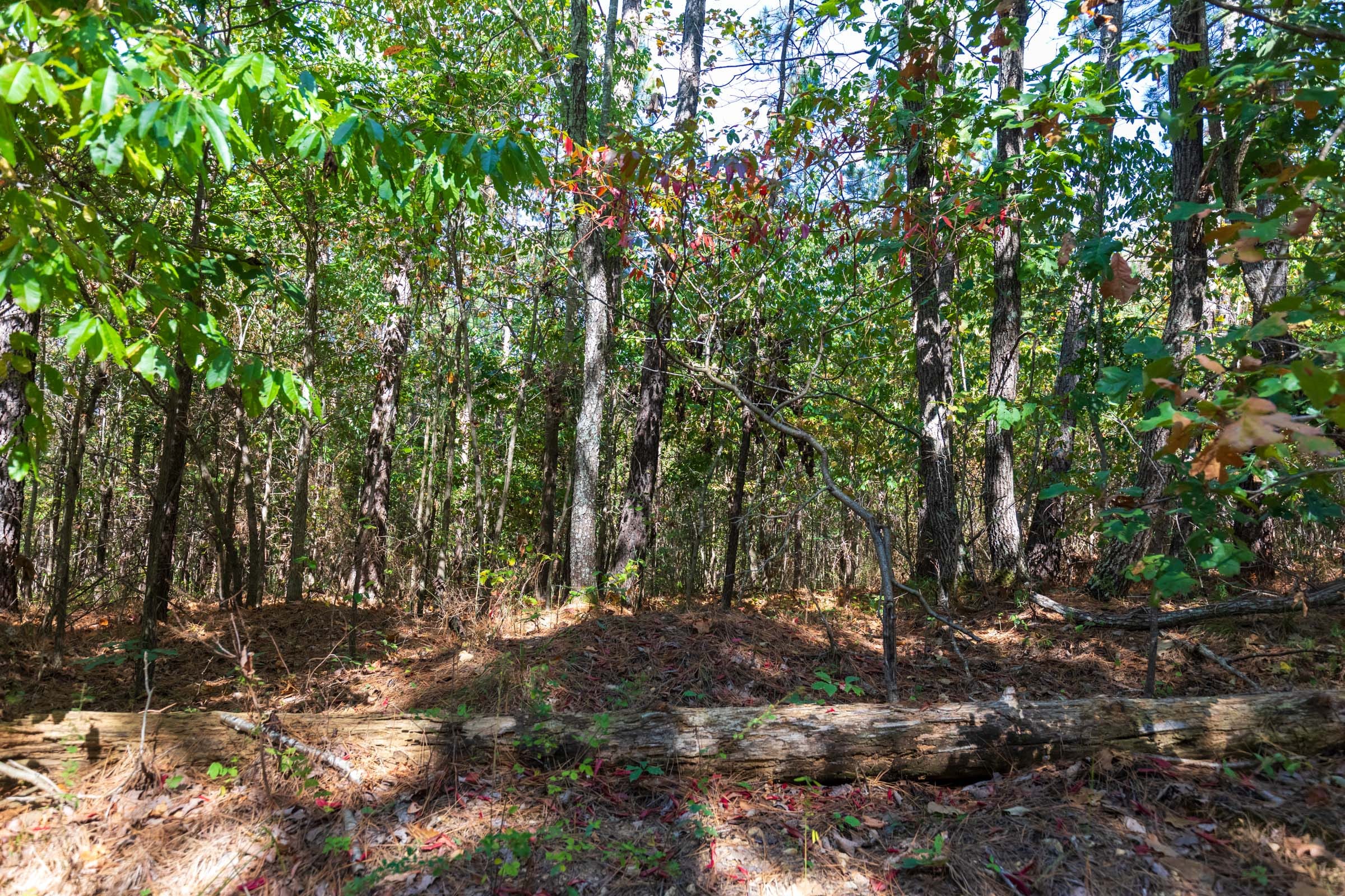 Bear Brook Tract 2 photo 10