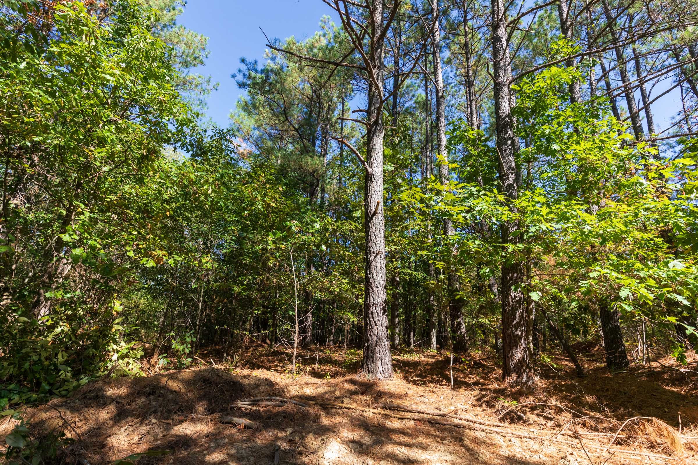 Bear Brook Tract 2 photo 12