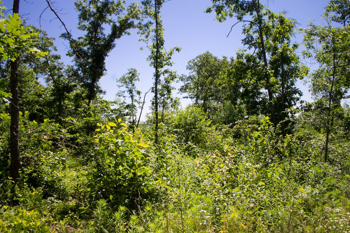 Timber Crossing Tract 9 photo 2