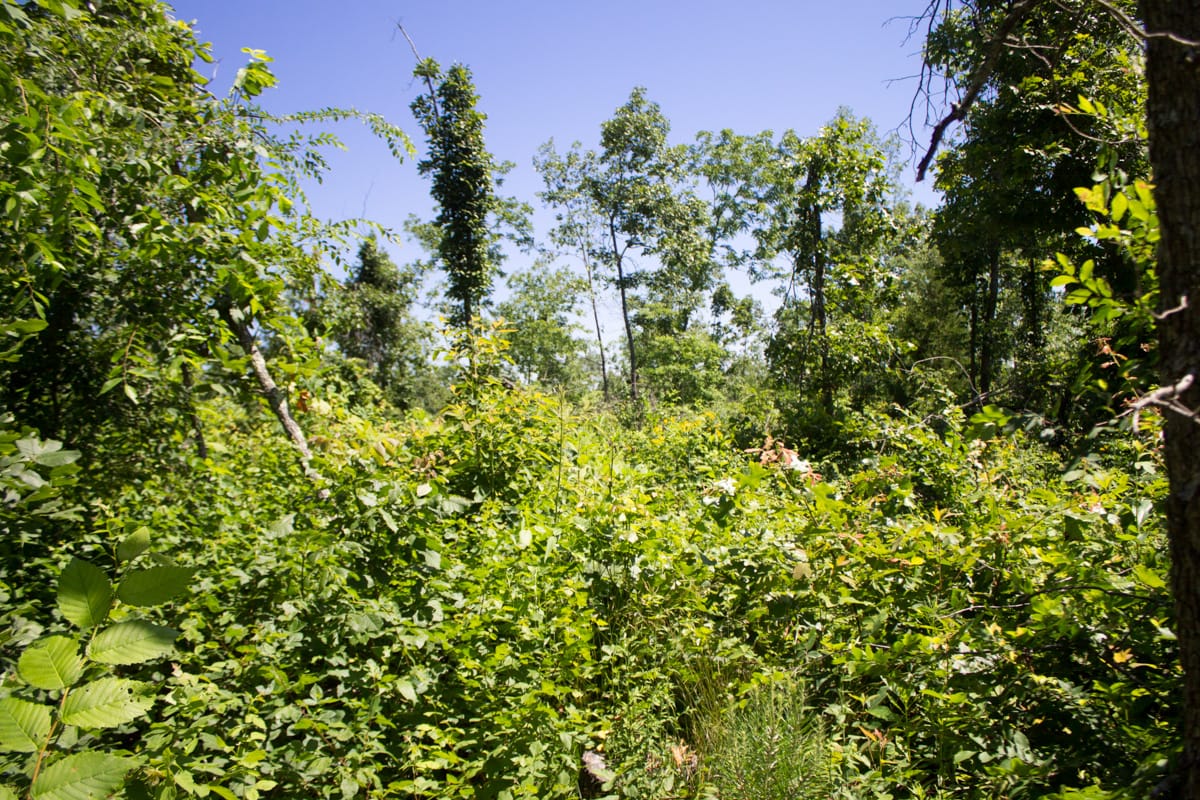 Timber Crossing Tract 9 photo 3