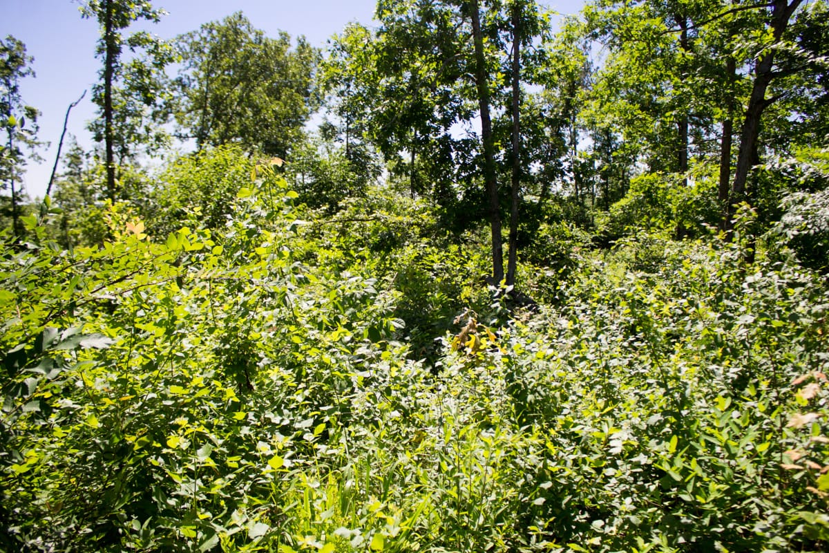 Timber Crossing Tract 9 photo 4