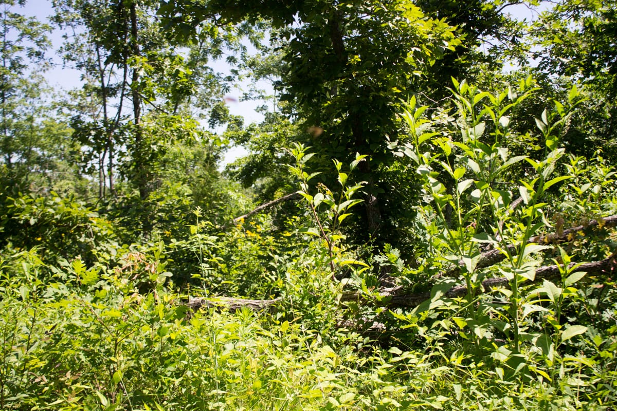 Timber Crossing Tract 9 photo 5
