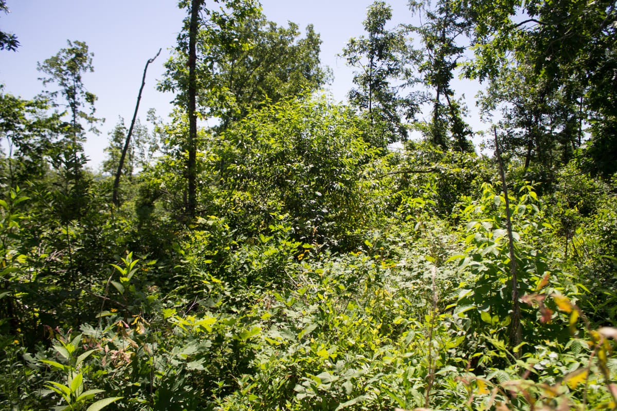 Timber Crossing Tract 9 photo 6