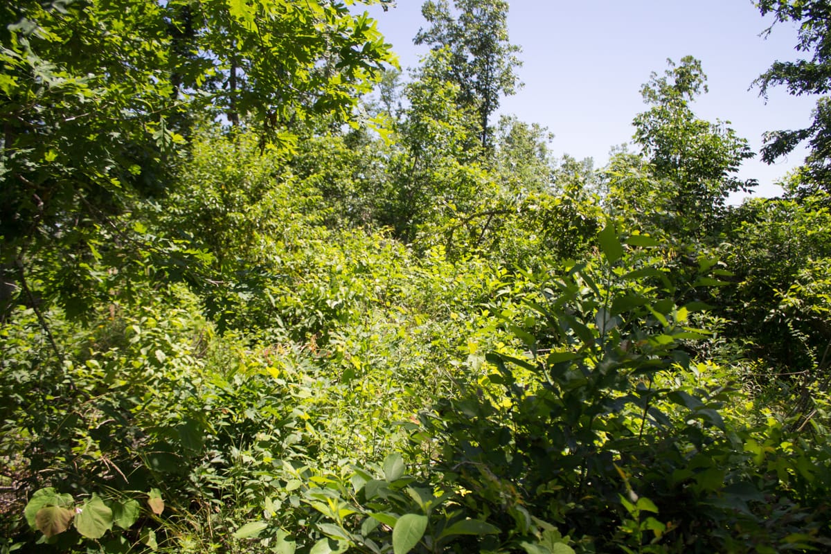 Timber Crossing Tract 9 photo 7