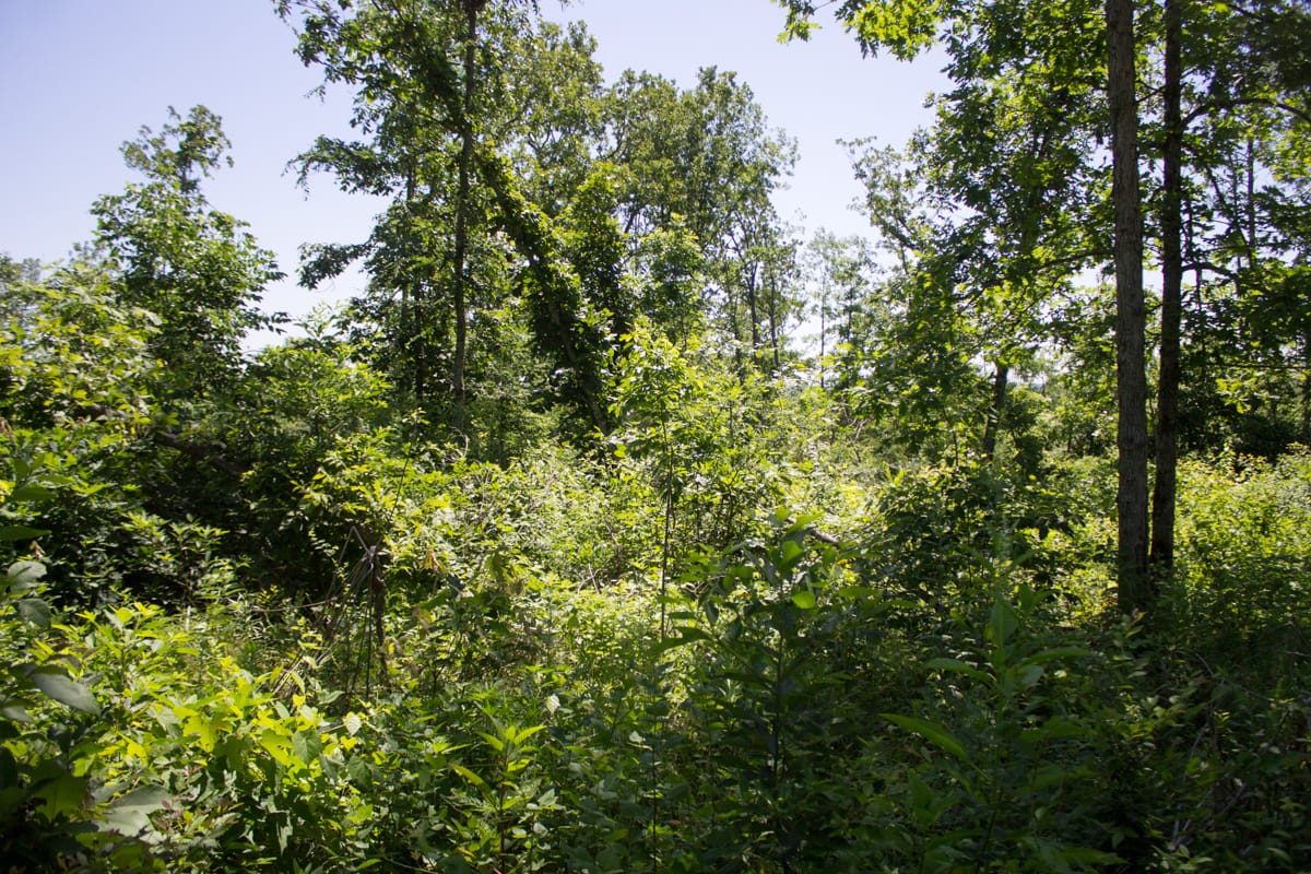 Timber Crossing Tract 9 photo 8