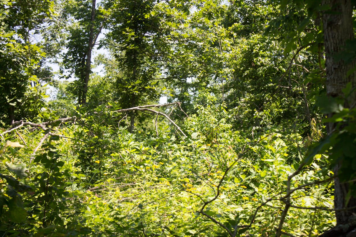 Timber Crossing Tract 9 photo 9