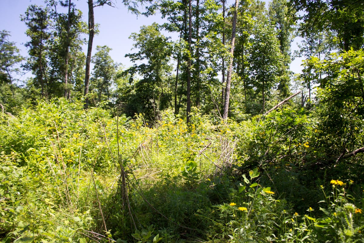 Timber Crossing Tract 9 photo 10