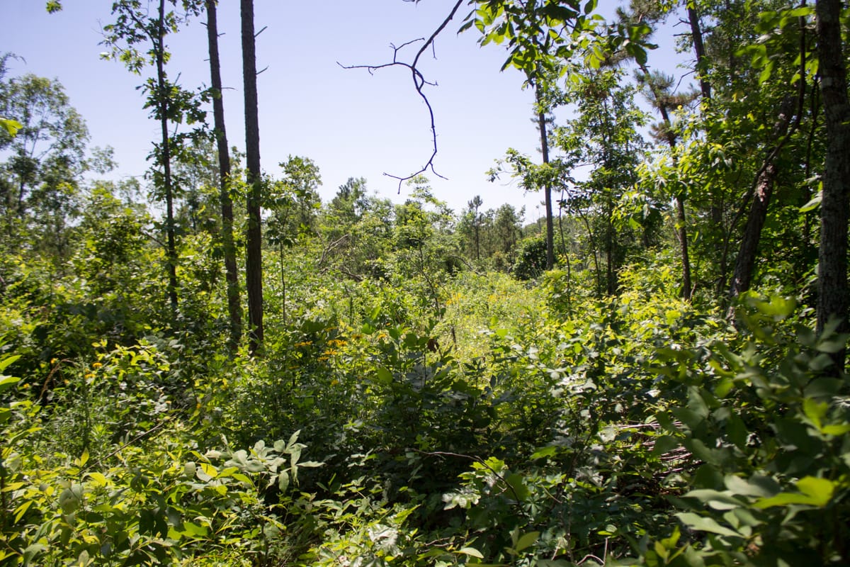 Timber Crossing Tract 9 photo 11
