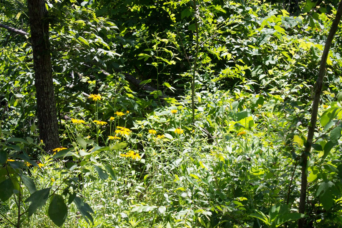 Timber Crossing Tract 9 photo 12